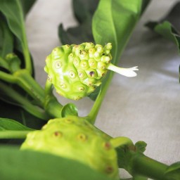 Praew’s ingredient highlight – Meet noni plants